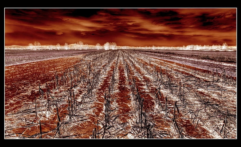 Rdeče polje by Peter Gregorčič