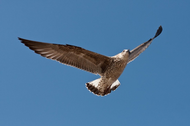 Galeb by ales444