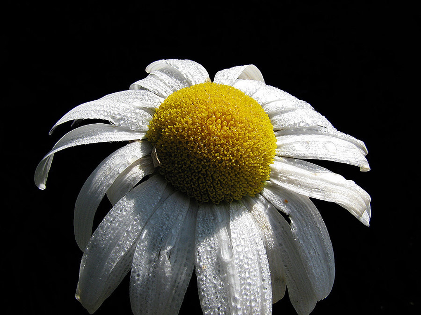 Rosa by