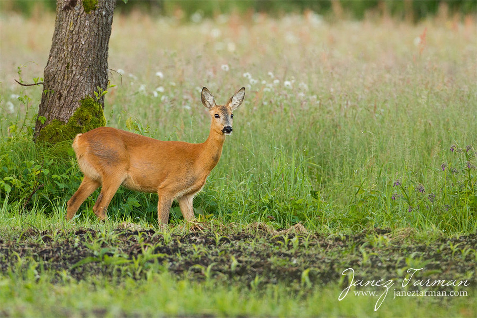 BeautyQueen by