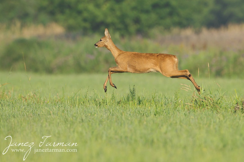 Leti leti... srna? by samum