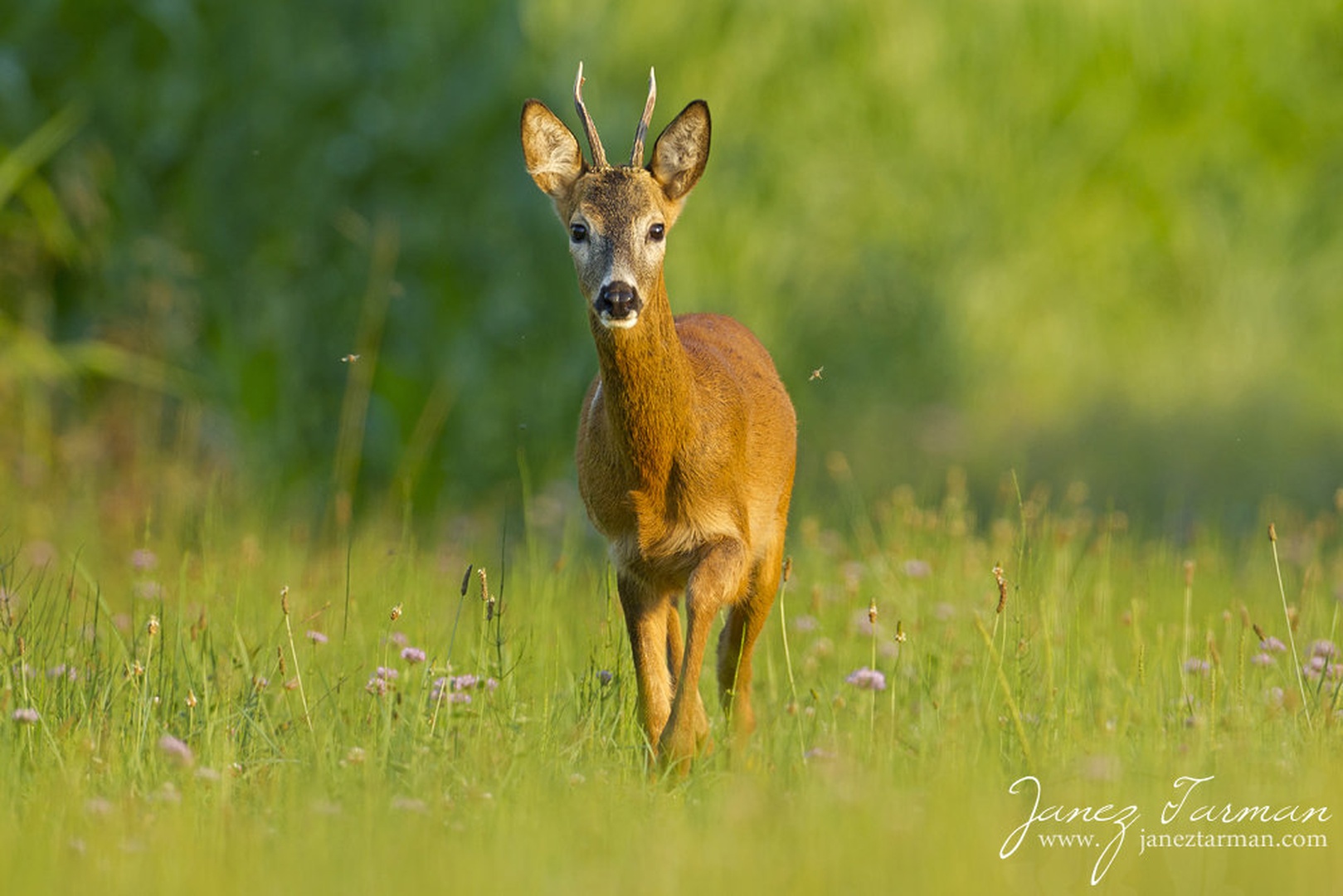 Eye to Eye by