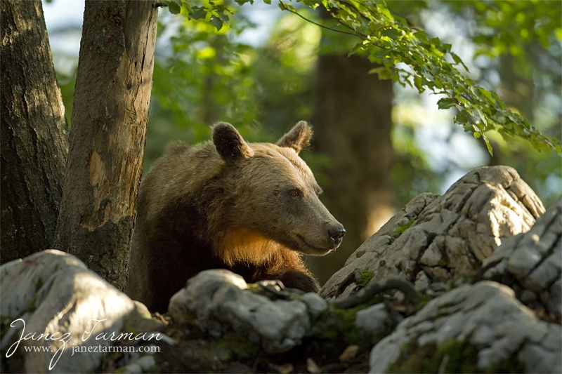 Pogled... by samum