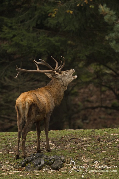 Call of the Wild by samum