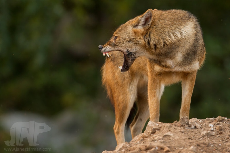 Šakal (canis aureus) by samum