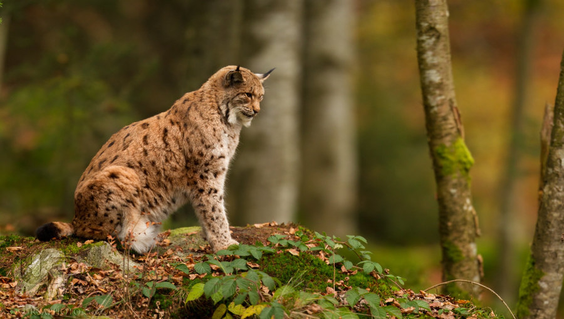 The Cat by
