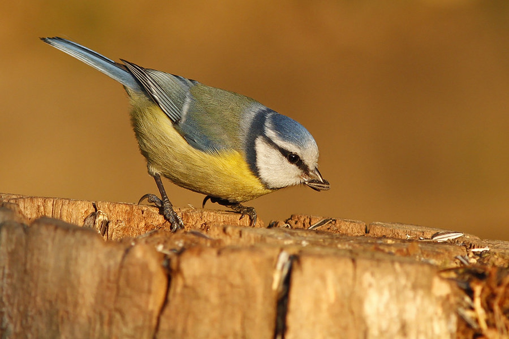 Plavček (Parus caeruleus) by
