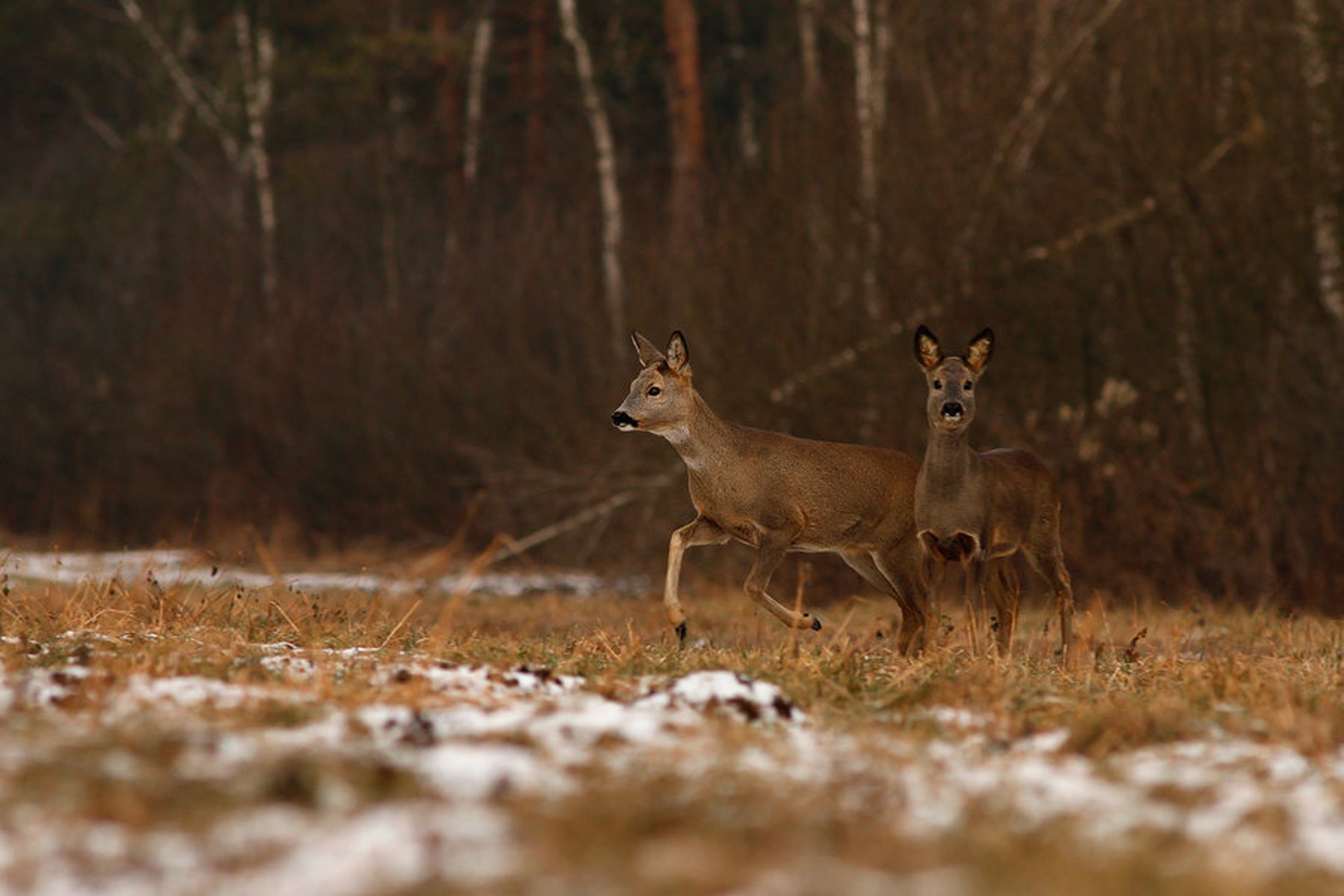 Izvidnica by