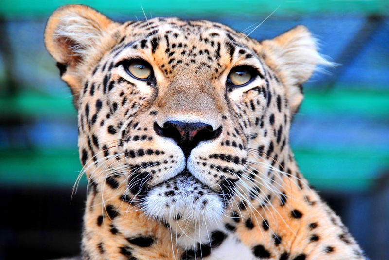 Leopard by Sandow