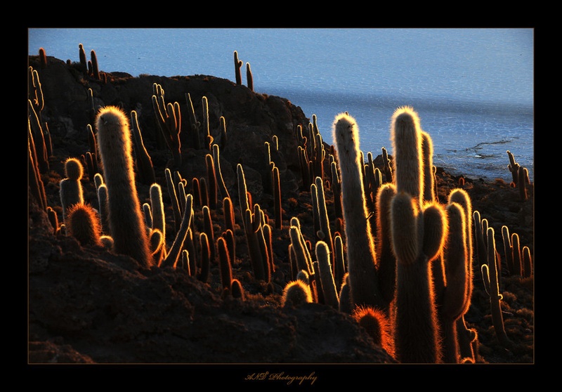 Neon by Sandow