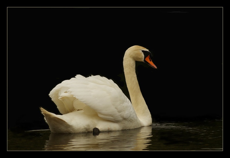 Plutos by Boboss