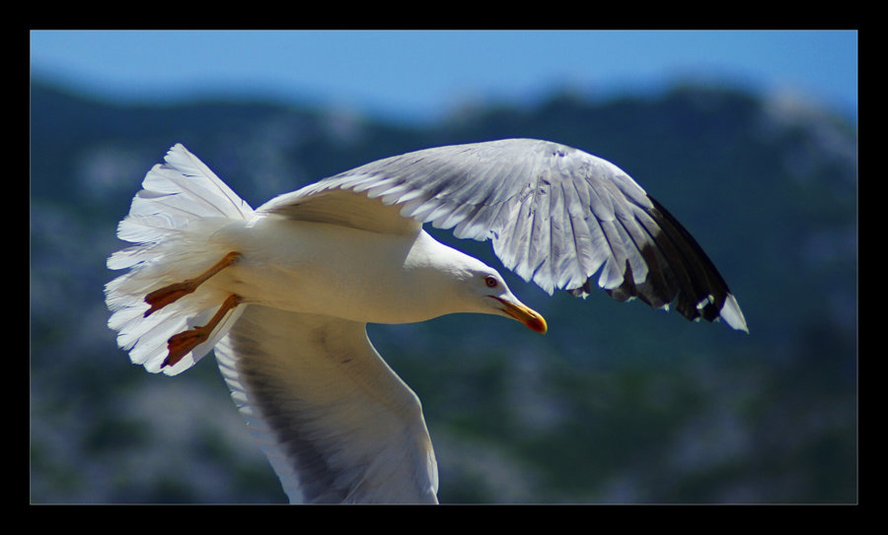 Galenica by Boboss