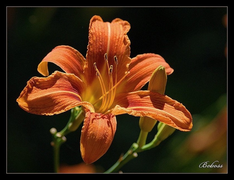 Lilija 5 by Boboss
