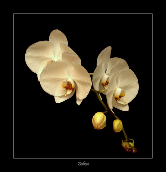 Bela by Boboss