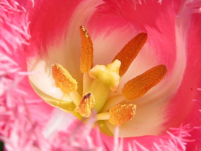 Pestič in prašniki tulipana by isothiaz