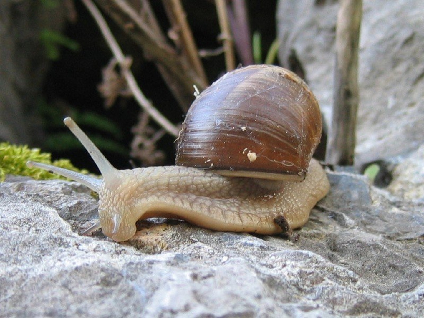 polž by