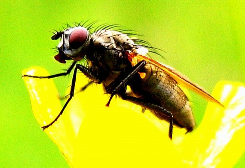 Pop-art fly by modello