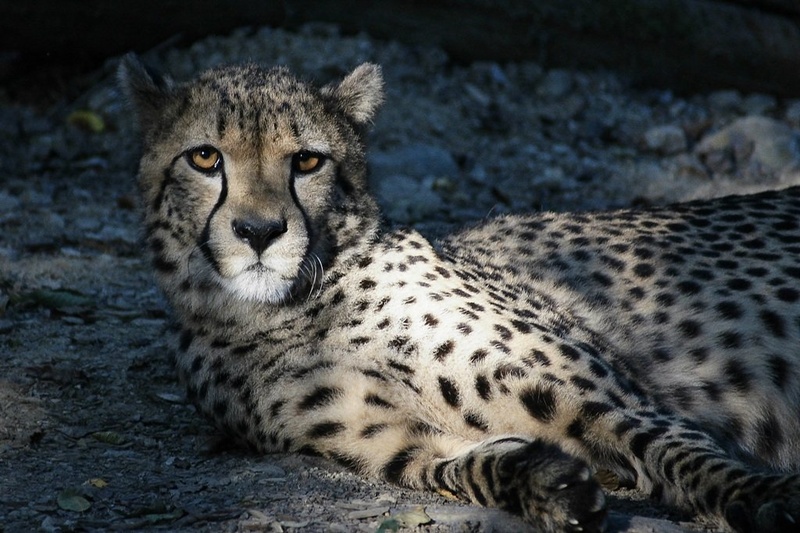 Cheetah by budo
