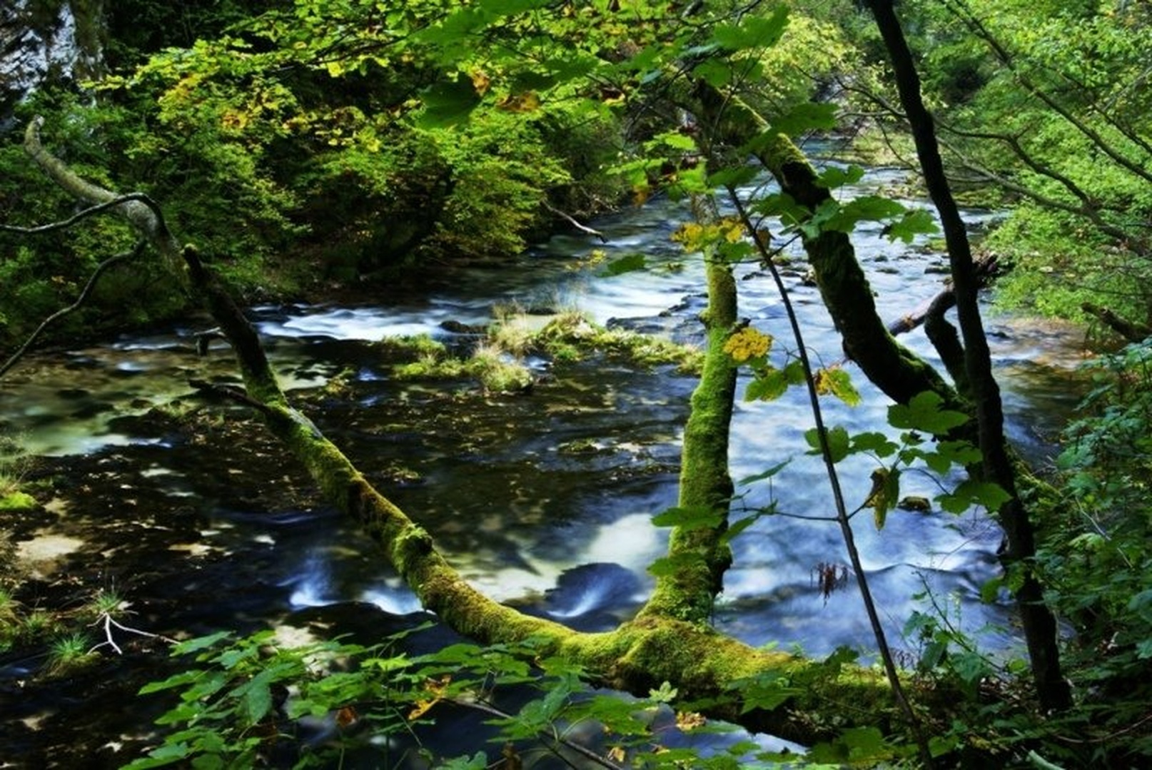 Narava-umetnik na svobodi by