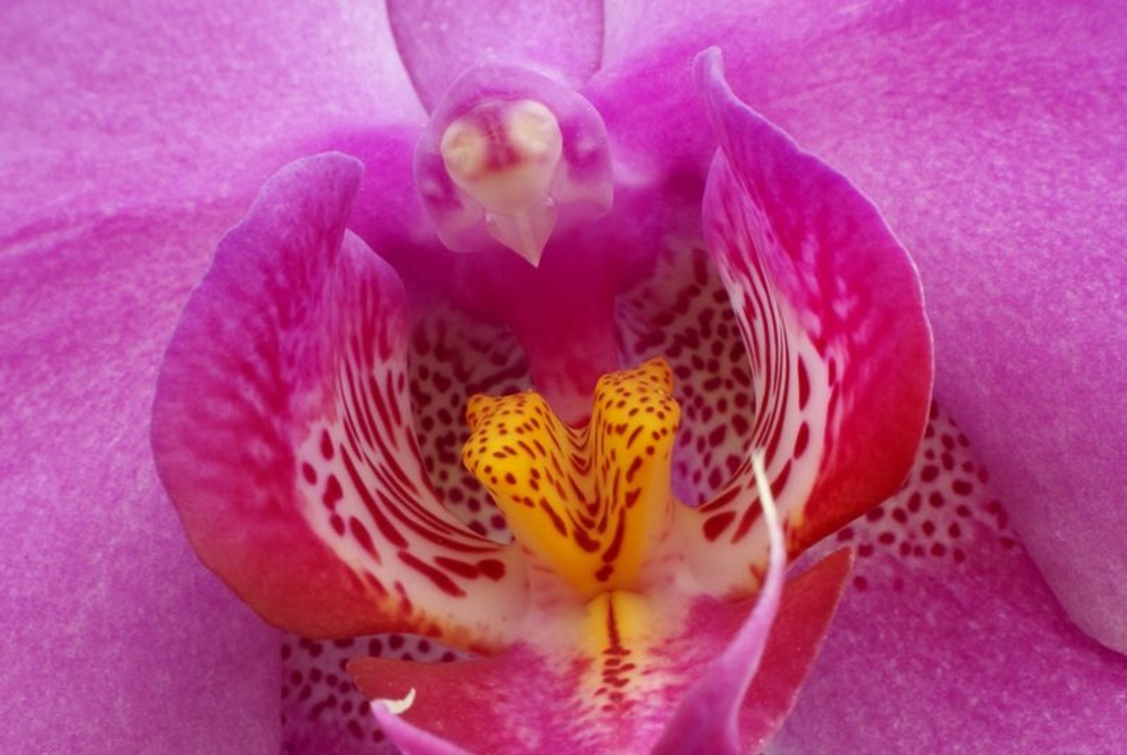 Mamina Orhideja by