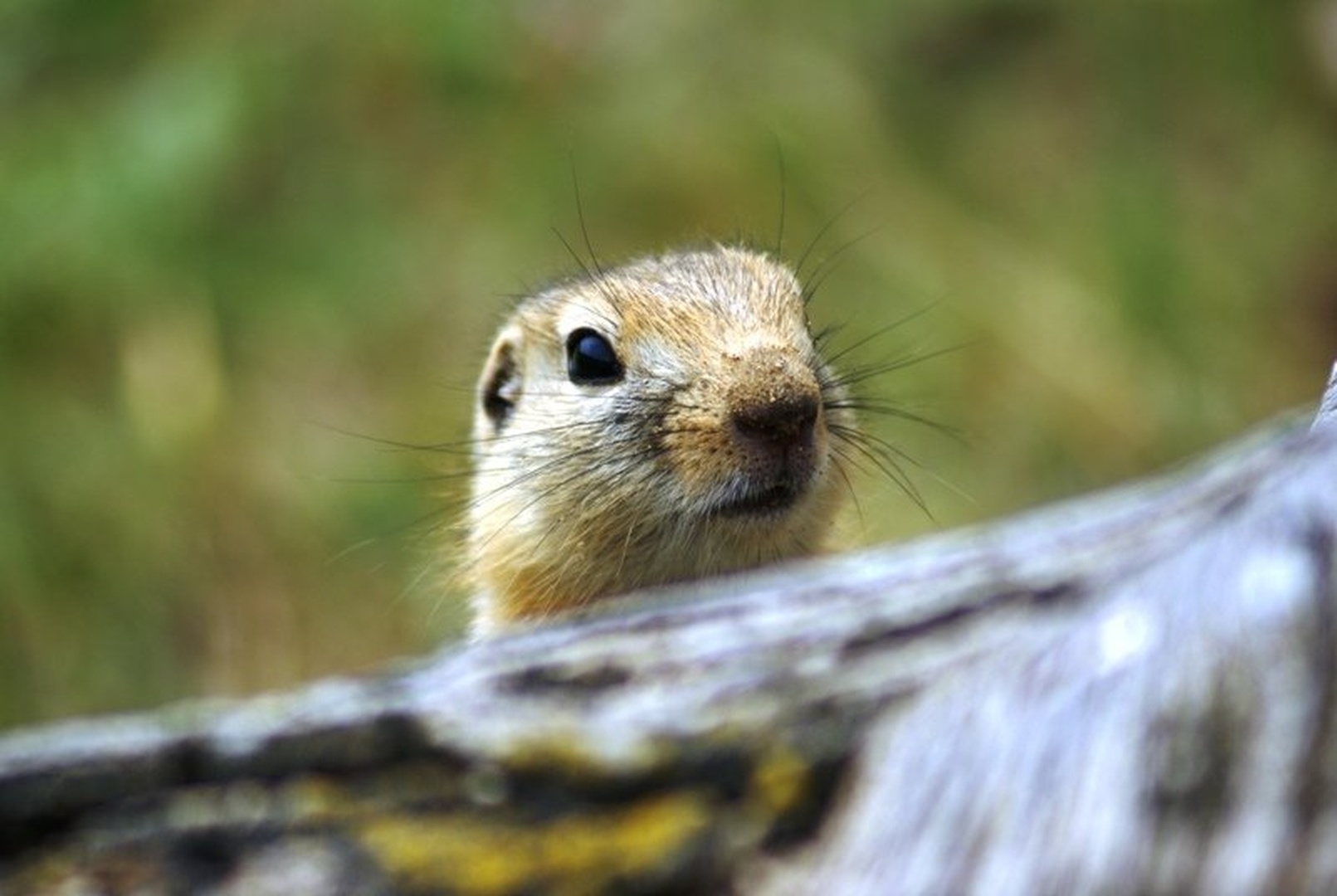 Pika by