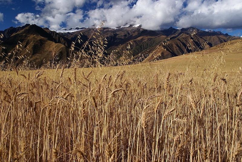 Altiplano by budo