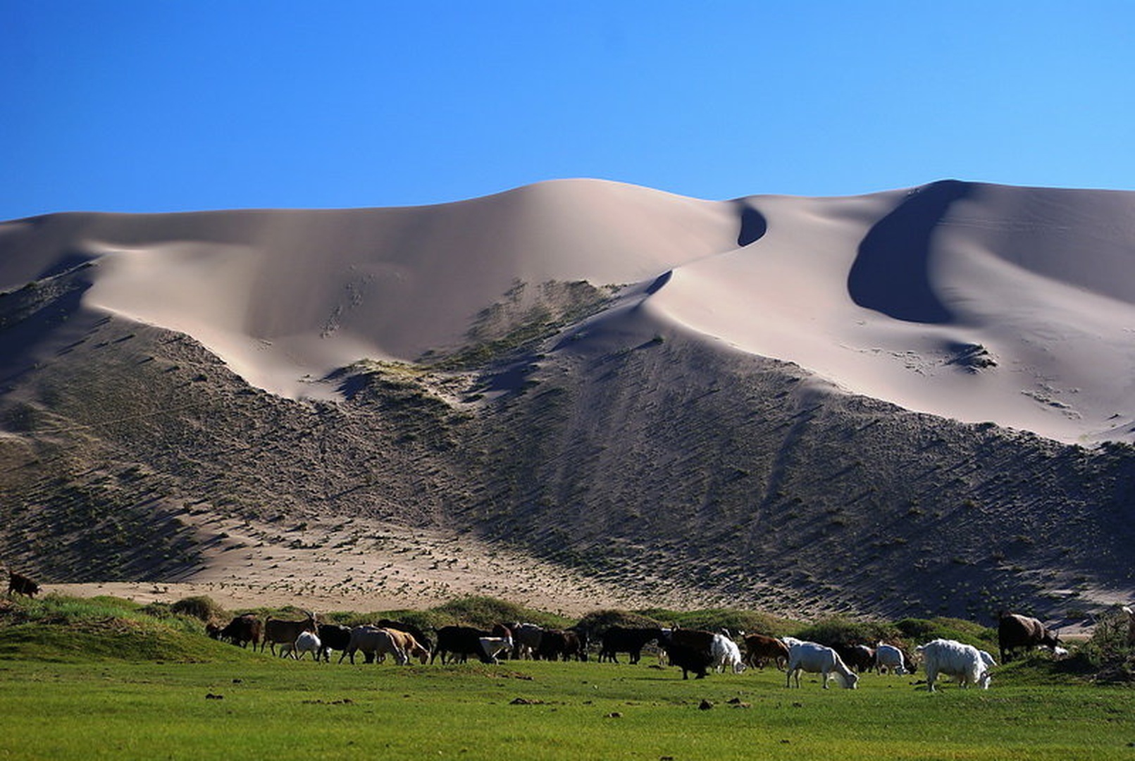 Gobi by