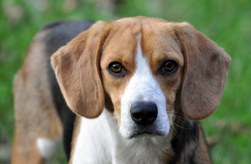 Cute little doggy by Griša
