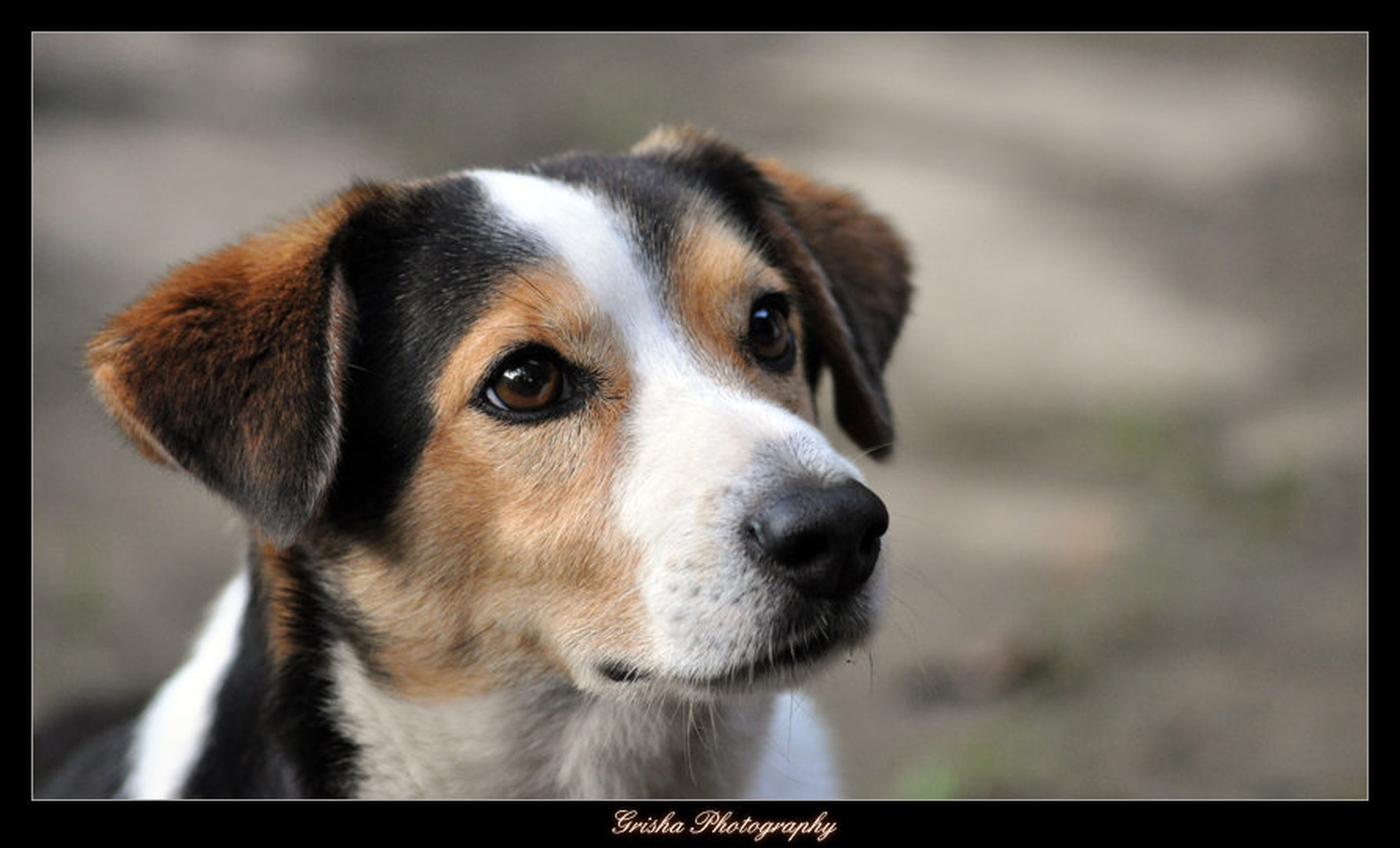 Sad look by Griša