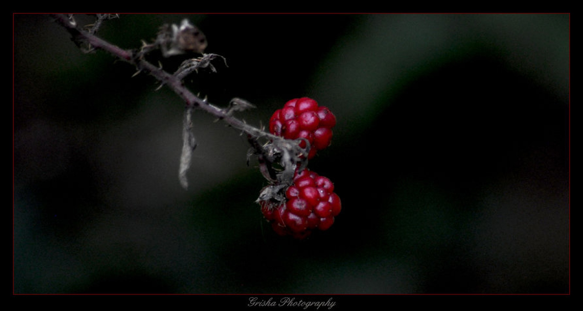 Raspberries by Griša