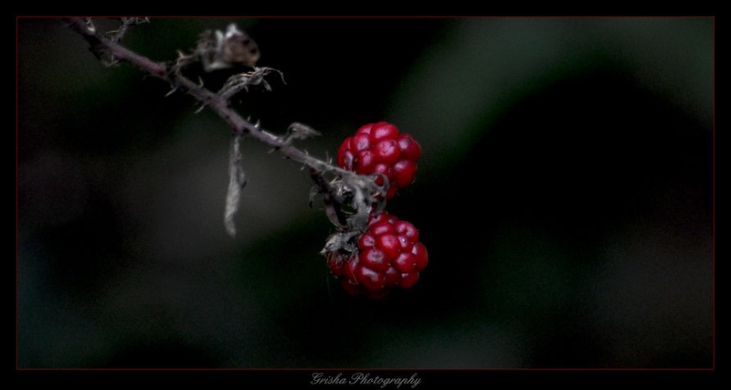 Raspberries by Griša