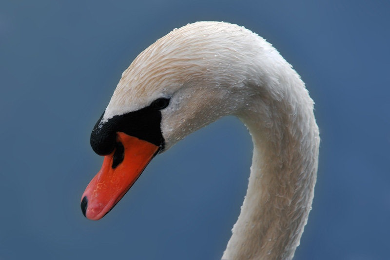 The Bird by irena