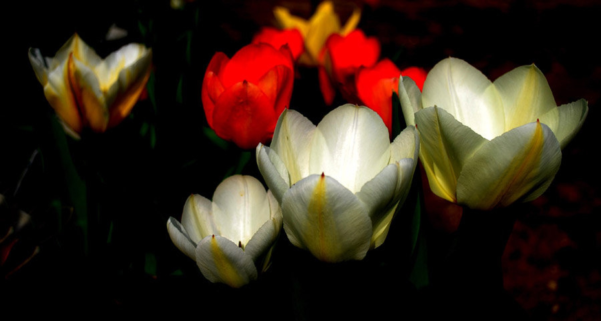 tulips by