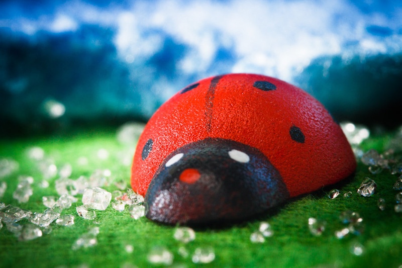 Ladybird by Dušan Smolnikar