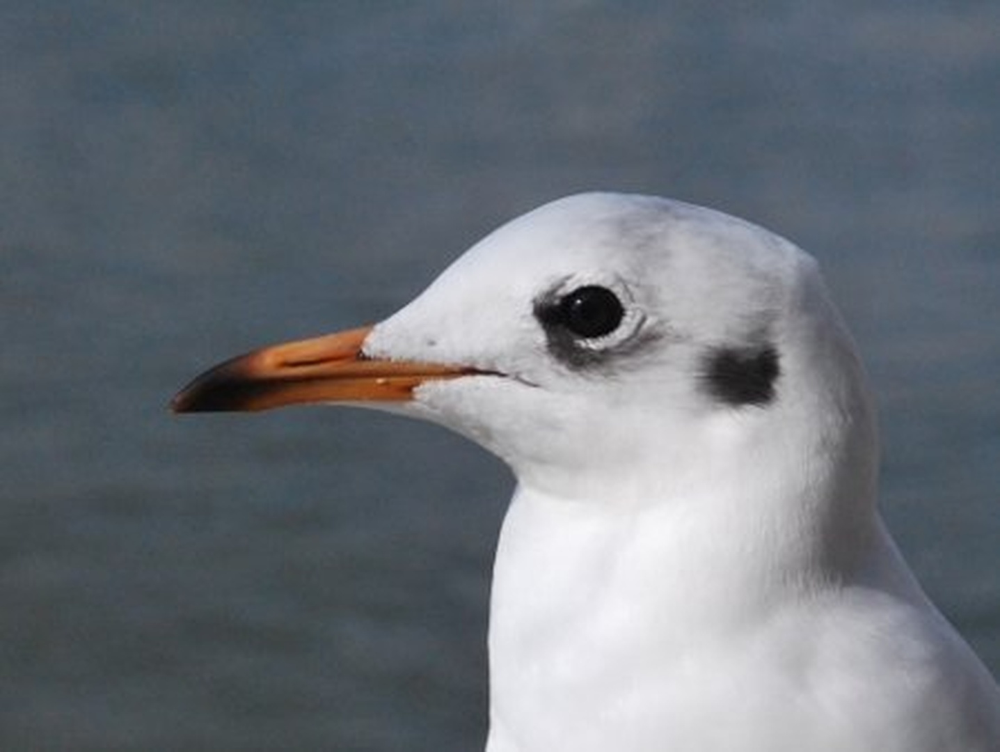 London's bird by Uroš Pihner