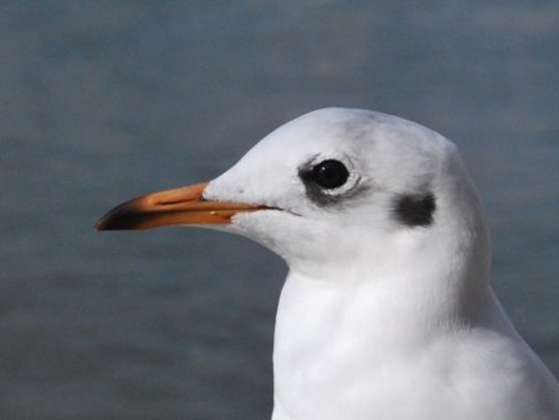 London's bird by Uroš Pihner