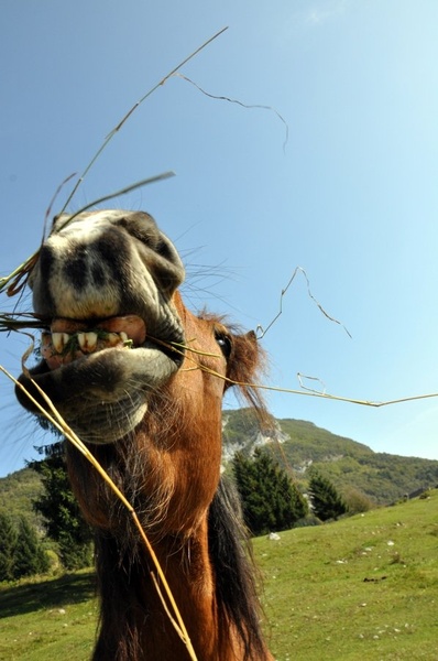 Hungry horse by Uroš Pihner