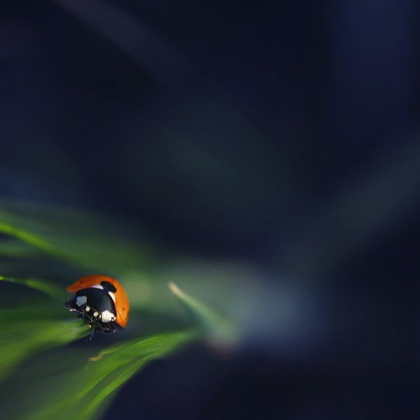 ladybug by Katarina Zakonjšek