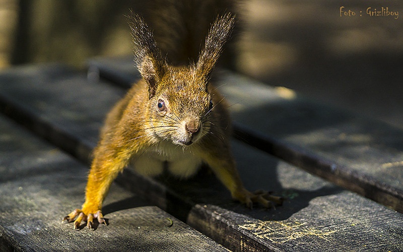 Aaaoohh ........ by Branko Dolinar