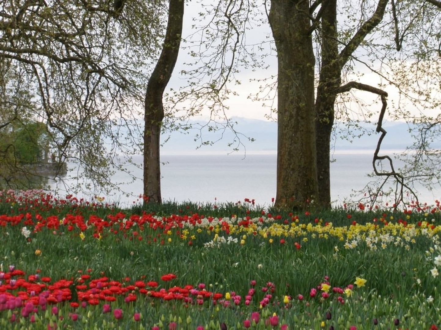 Otok Mainau by Neja