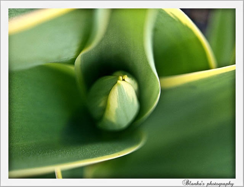 Growing... by Blanka Kozamernik
