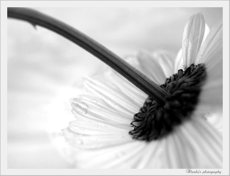 You always have to get up when you fall down! by Blanka Kozamernik