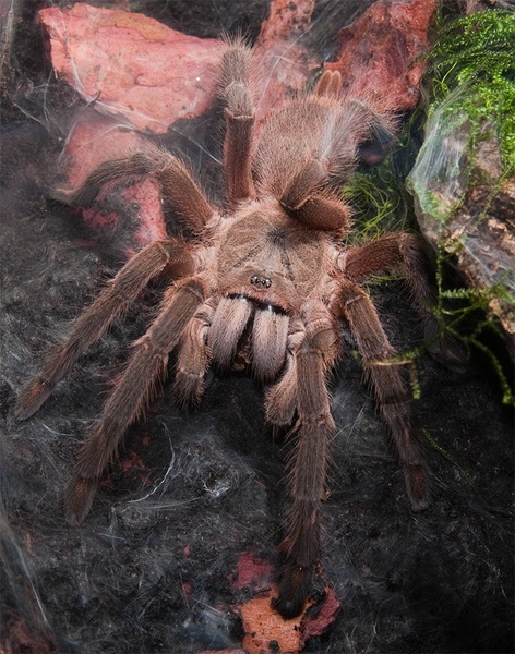Haplopelma Huwenum by Nejc Gale