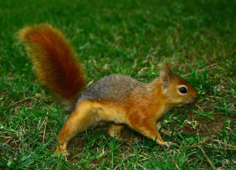 Alvin by Gašper Razinger