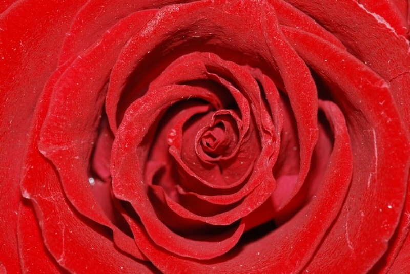 rose by P.F.
