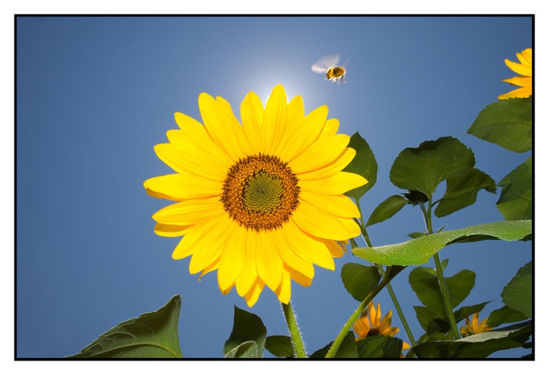 Sunflower in the sun by Matic Eržek