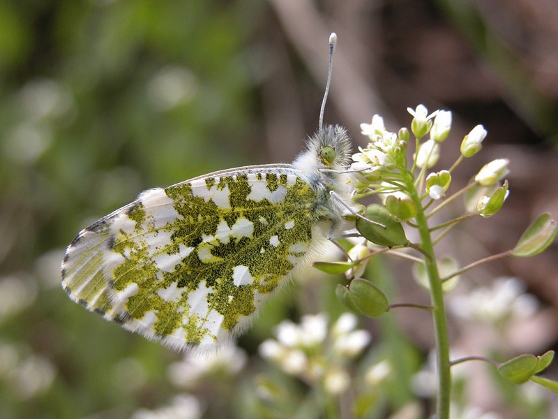 Zorica by florijan
