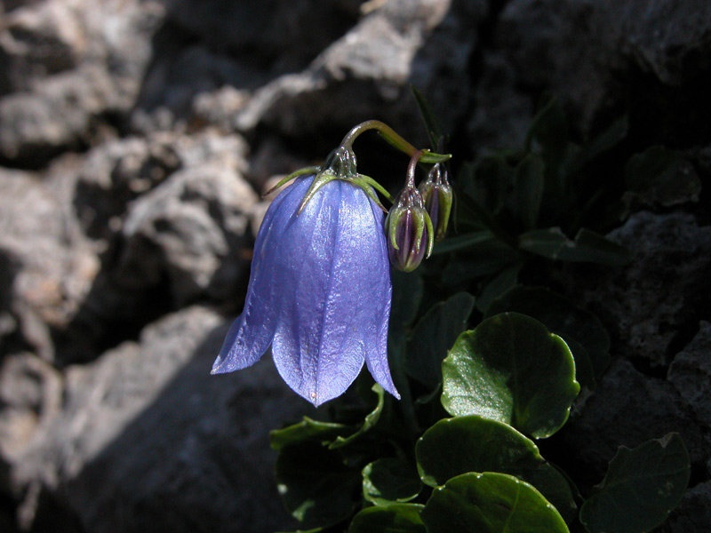 Jutranji pogled iz teme by florijan