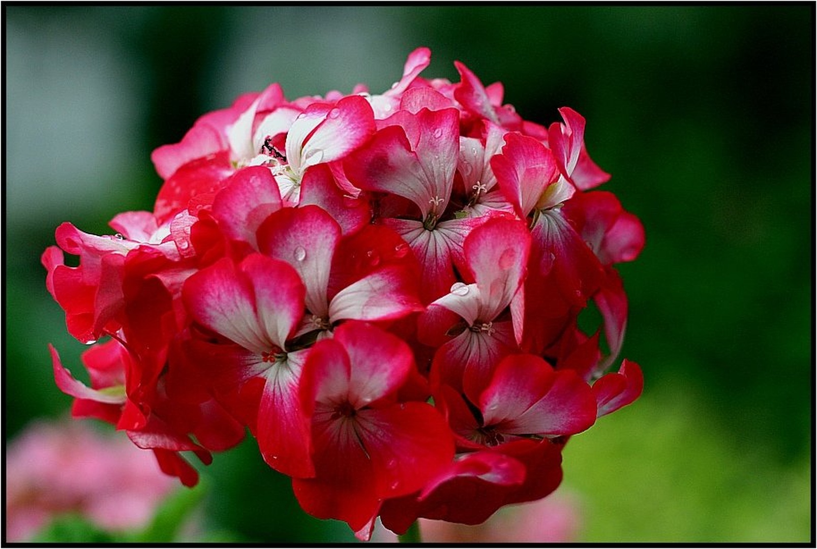 pelargonija by milan kern