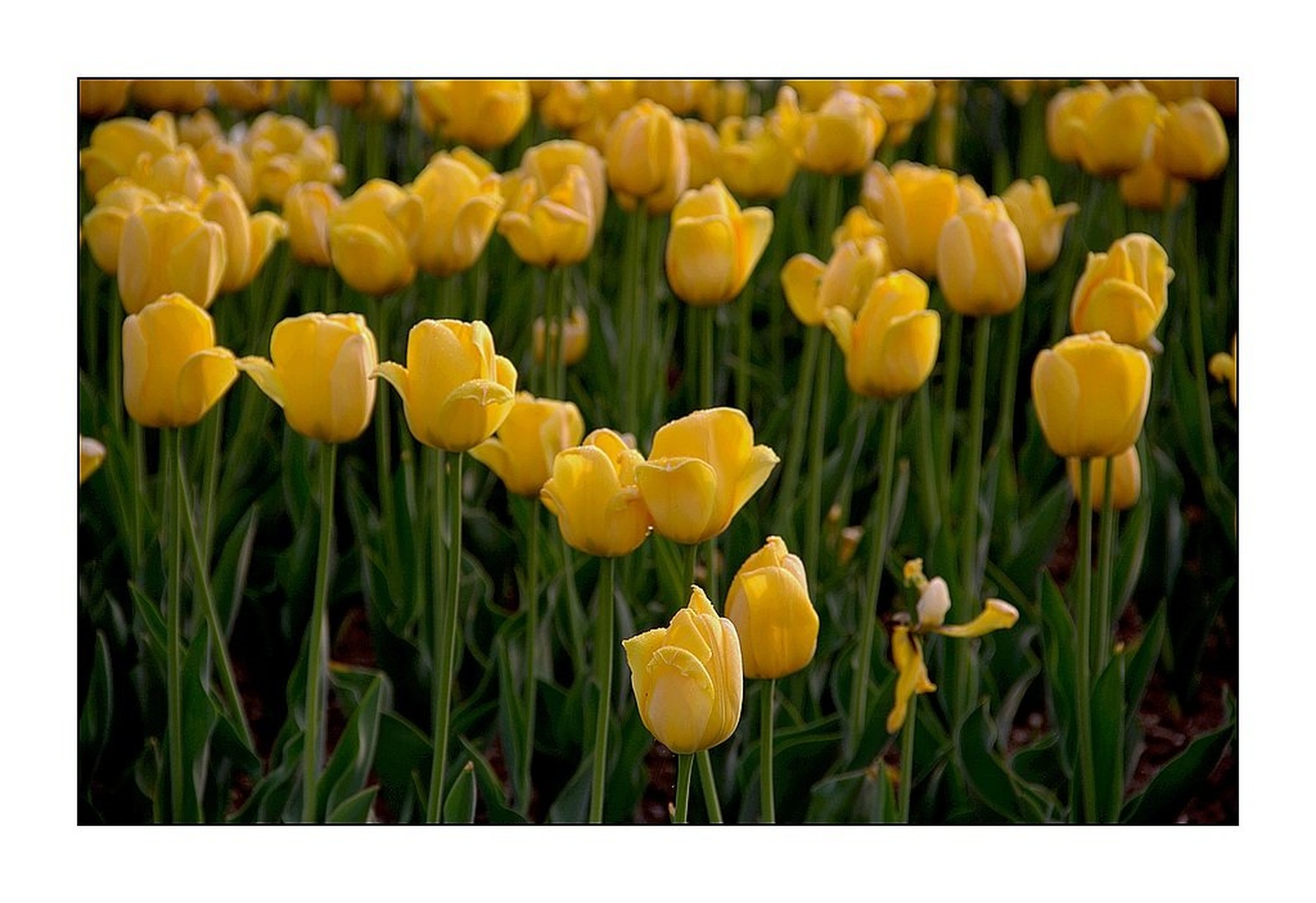 tulipani by milan kern